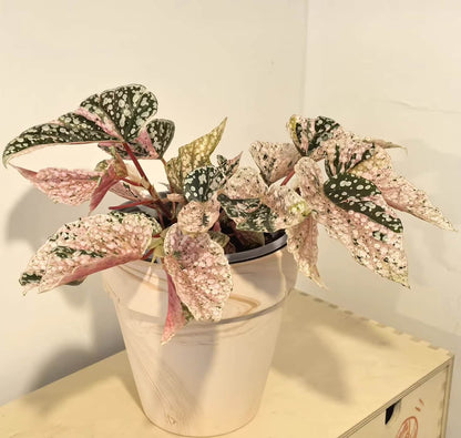 Begonia Variegated Snow Capped has a more delicate and pink appearance compared to Begonia Snow Capped. Its growth is slightly slower than the fully green version. If you want a cute, pink little tree, it thrives best with bright, indirect light.