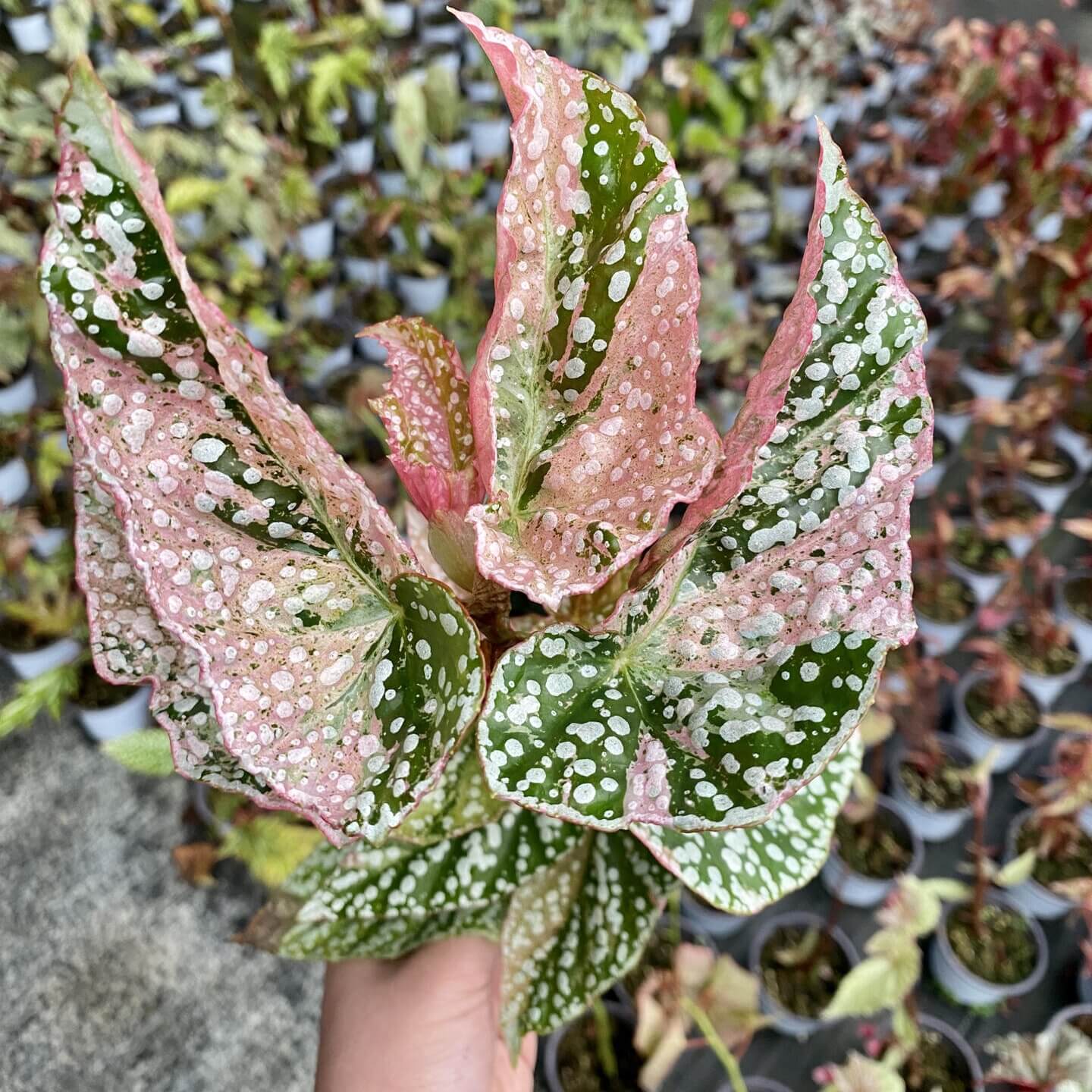 Begonia Variegated Snow Capped has a more delicate and pink appearance compared to Begonia Snow Capped. Its growth is slightly slower than the fully green version. If you want a cute, pink little tree, it thrives best with bright, indirect light.