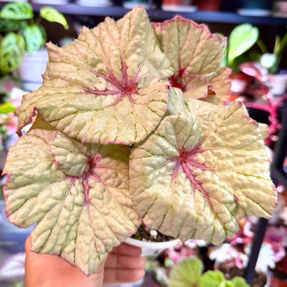 Begonia Vasilisa is a stunning ornamental begonia variety developed by the renowned Dimetris breeders. This begonia catches the eye with its large, satin-like leaves featuring a unique color pattern that adds elegance to any indoor space.