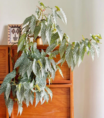 Begonia ‘White Ice’ is a cane-type hybrid begonia with deep green, long, narrow, asymmetrical leaves densely covered in silvery-white spots, creating a frosted “white ice” effect. Mature leaves typically measure 10–20 cm in length. It produces delicate pale pink flowers in clusters, providing a soft contrast to its striking foliage.