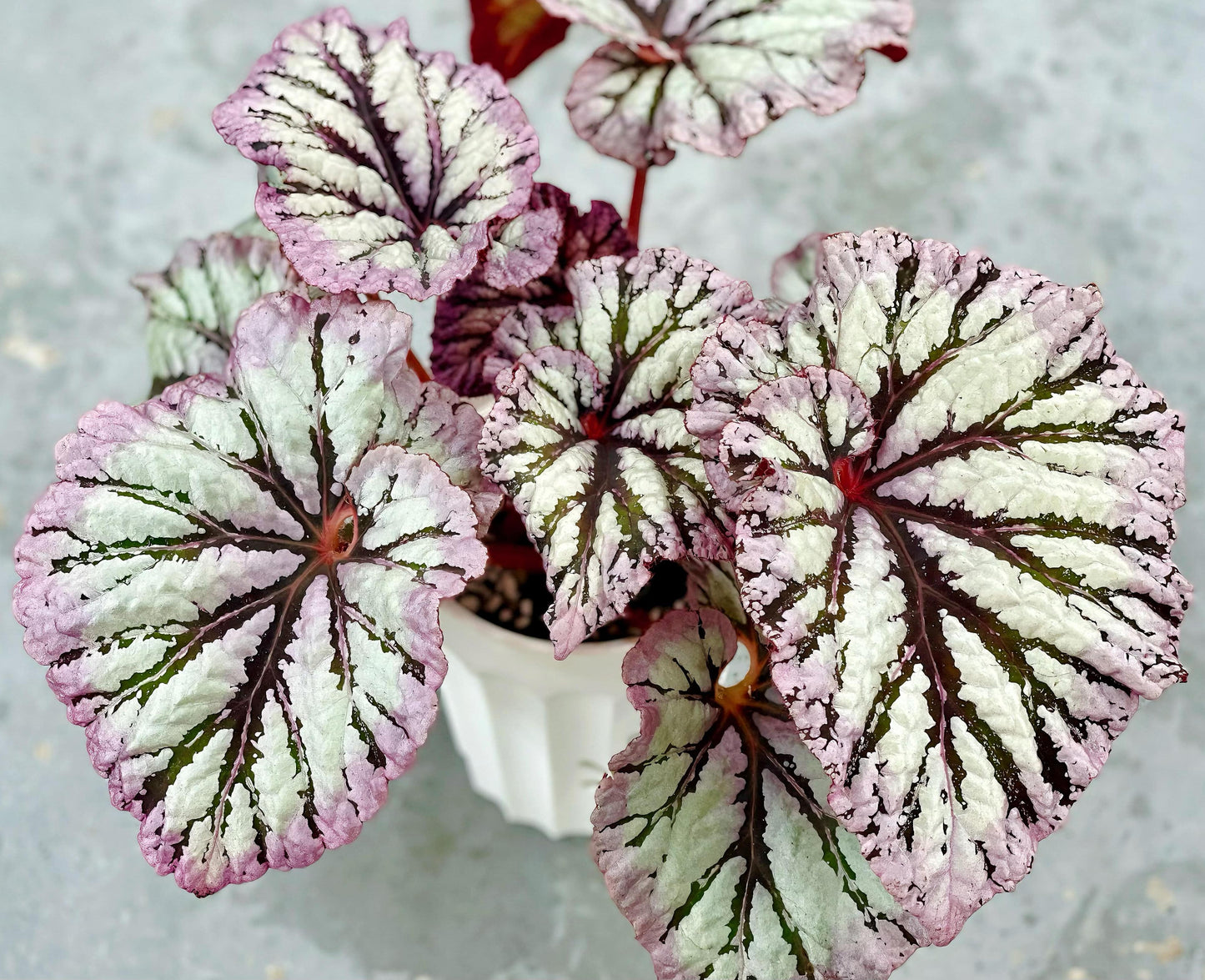 Begonia Yalta is a stunning hybrid begonia that captivates with its beautiful foliage and easy-care nature. Whether you're a beginner or an expert, this begonia is perfect for both seasoned collectors and those just starting their plant journey.