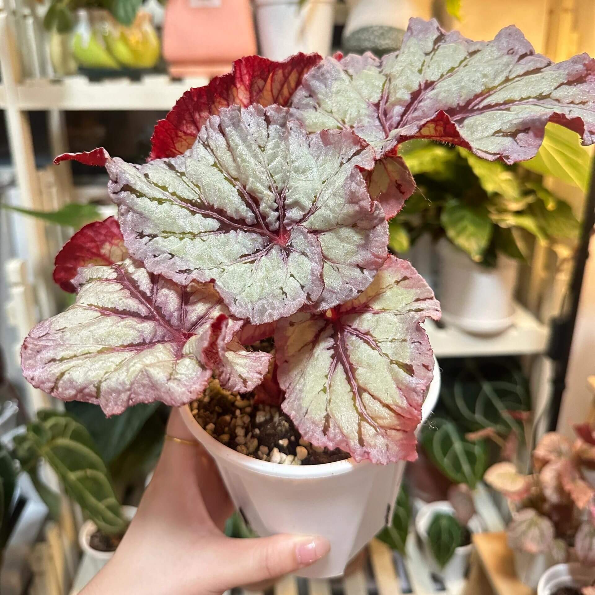 Begonia Yalta is a stunning hybrid begonia that captivates with its beautiful foliage and easy-care nature. Whether you're a beginner or an expert, this begonia is perfect for both seasoned collectors and those just starting their plant journey.