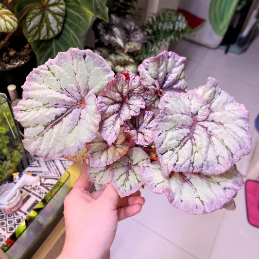 Begonia Yalta is a stunning hybrid begonia that captivates with its beautiful foliage and easy-care nature. Whether you're a beginner or an expert, this begonia is perfect for both seasoned collectors and those just starting their plant journey.