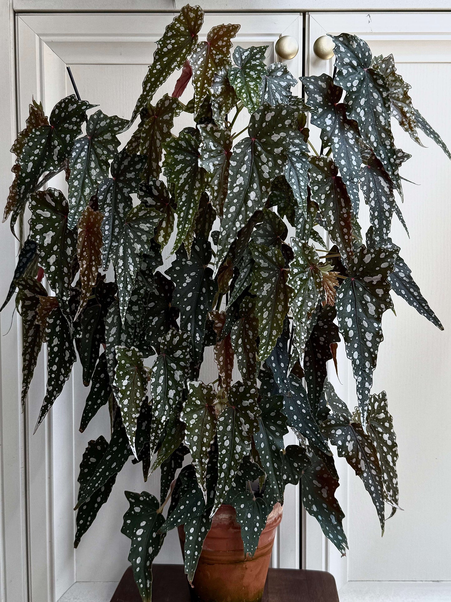 Begonia 'Aerial' is a compact, shrub-like begonia known for its deep green leaves with silver spots and a rich burgundy underside.