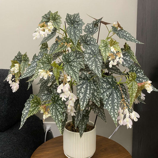 Begonia 'Aerial' is a compact, shrub-like begonia known for its deep green leaves with silver spots and a rich burgundy underside.