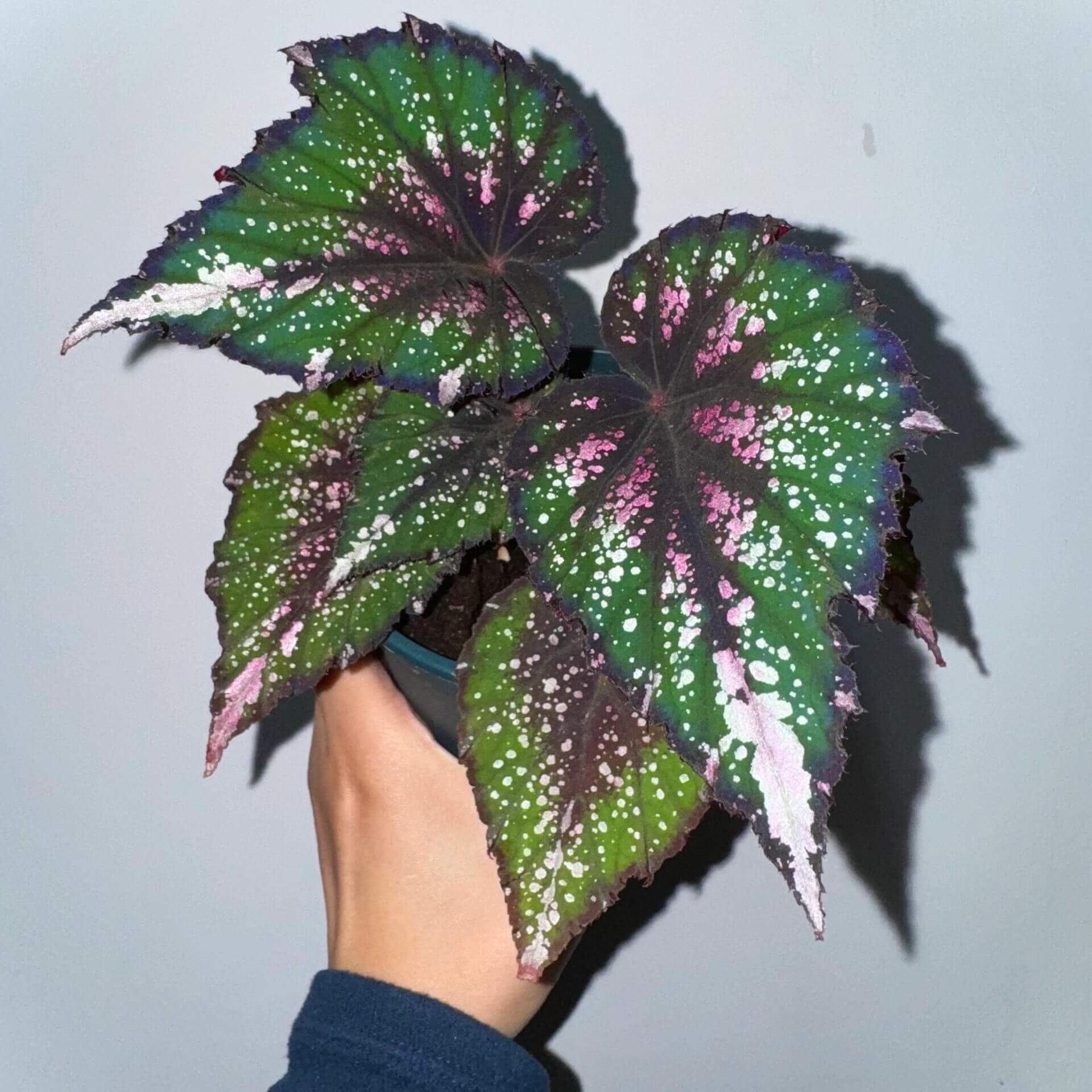 Begonia ‘African Jungle’ is a rhizomatous, tender, evergreen perennial prized for its vividly colored and beautifully patterned foliage. It forms a compact mound of pointed, oval leaves that are bright green with a dark red flush at the center, accented by silvery spots and streaks. The undersides feature dark red veins, and the stems share the same rich red hue, creating a striking contrast.