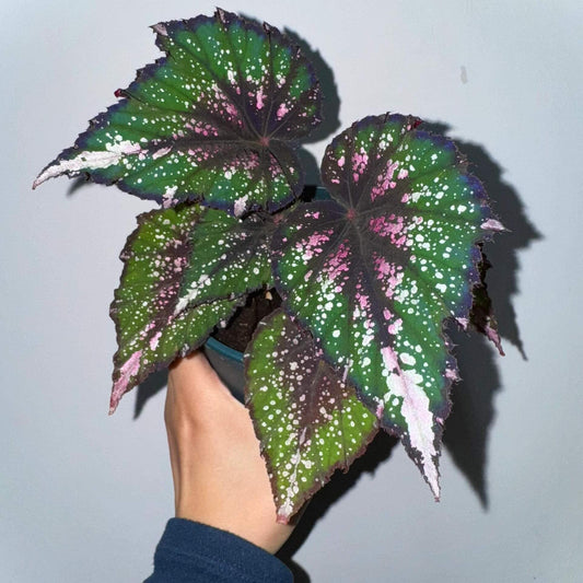 Begonia ‘African Jungle’ is a rhizomatous, tender, evergreen perennial prized for its vividly colored and beautifully patterned foliage. It forms a compact mound of pointed, oval leaves that are bright green with a dark red flush at the center, accented by silvery spots and streaks. The undersides feature dark red veins, and the stems share the same rich red hue, creating a striking contrast.