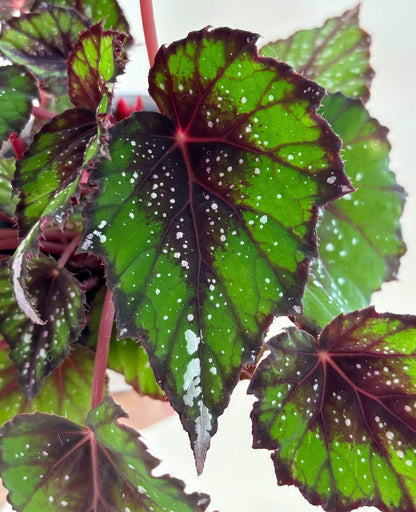 Begonia ‘African Jungle’ is a rhizomatous, tender, evergreen perennial prized for its vividly colored and beautifully patterned foliage. It forms a compact mound of pointed, oval leaves that are bright green with a dark red flush at the center, accented by silvery spots and streaks. The undersides feature dark red veins, and the stems share the same rich red hue, creating a striking contrast.