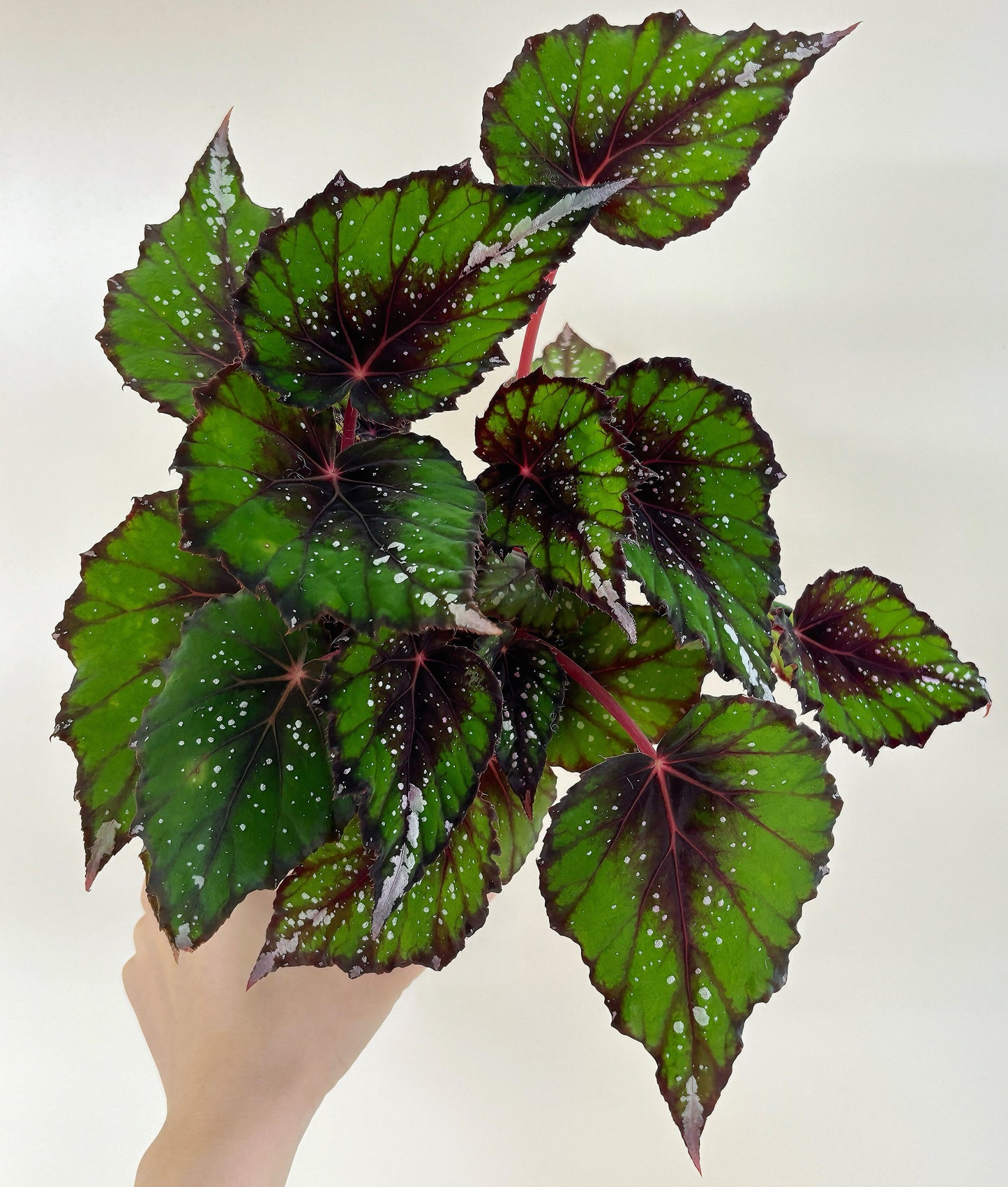 Begonia ‘African Jungle’ is a rhizomatous, tender, evergreen perennial prized for its vividly colored and beautifully patterned foliage. It forms a compact mound of pointed, oval leaves that are bright green with a dark red flush at the center, accented by silvery spots and streaks. The undersides feature dark red veins, and the stems share the same rich red hue, creating a striking contrast.