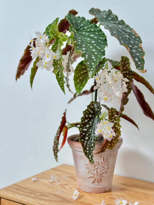 Begonia ‘Amelia’ is a stunning cane-type hybrid featuring medium-sized, dark green leaves densely adorned with shimmering silver spots. It has a spreading habit, making it especially lovely in hanging baskets. This plant continually produces large clusters of blush-pink to white flowers, offering a long-lasting and graceful bloom display.