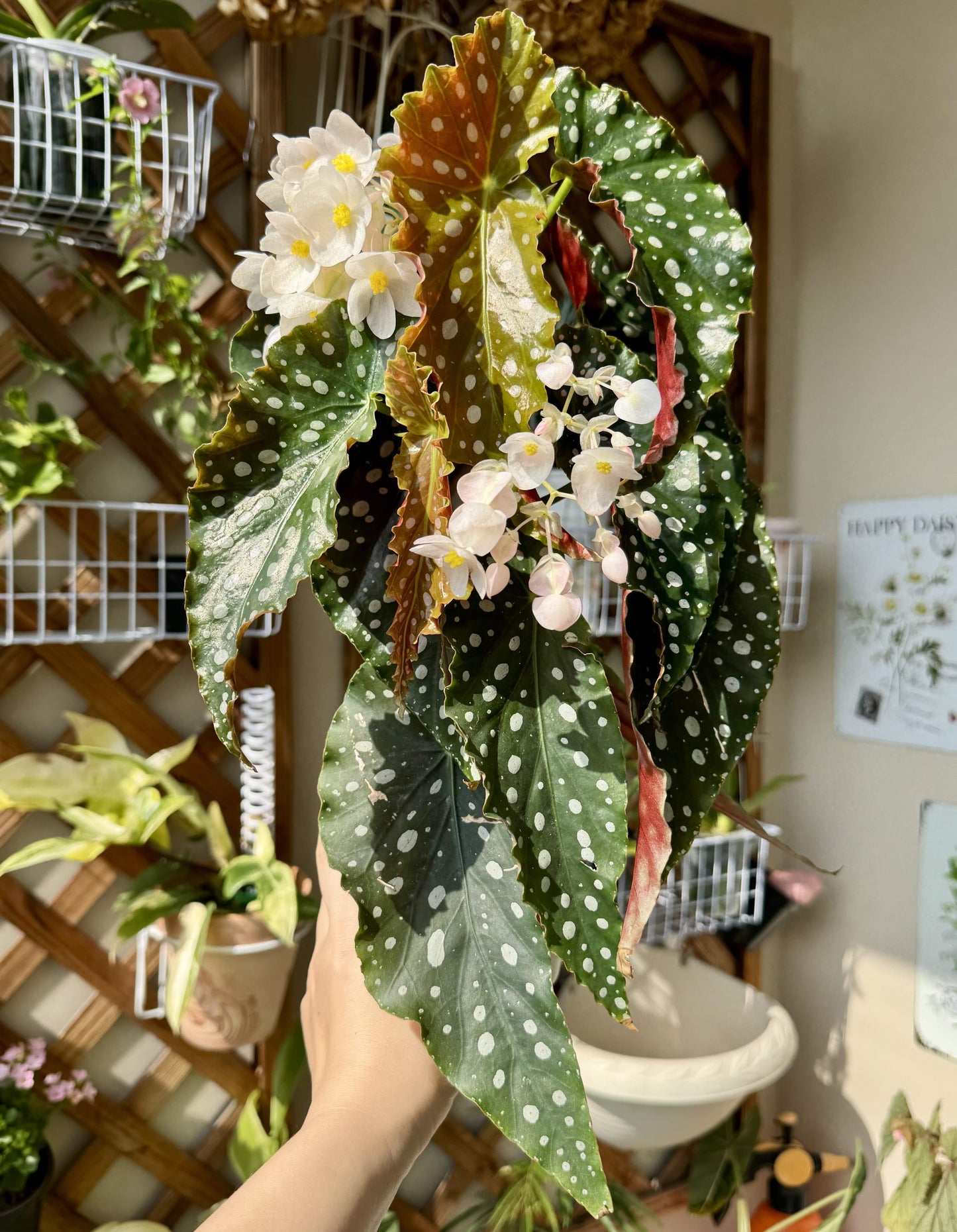 Begonia ‘Amelia’ is a stunning cane-type hybrid featuring medium-sized, dark green leaves densely adorned with shimmering silver spots. It has a spreading habit, making it especially lovely in hanging baskets. This plant continually produces large clusters of blush-pink to white flowers, offering a long-lasting and graceful bloom display.
