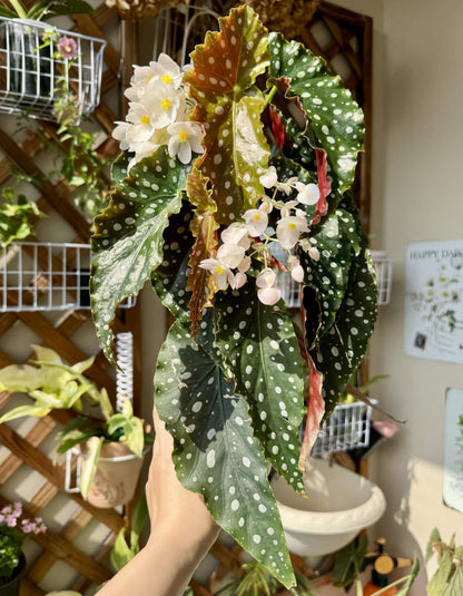 Begonia ‘Amelia’ is a stunning cane-type hybrid featuring medium-sized, dark green leaves densely adorned with shimmering silver spots. It has a spreading habit, making it especially lovely in hanging baskets. This plant continually produces large clusters of blush-pink to white flowers, offering a long-lasting and graceful bloom display.