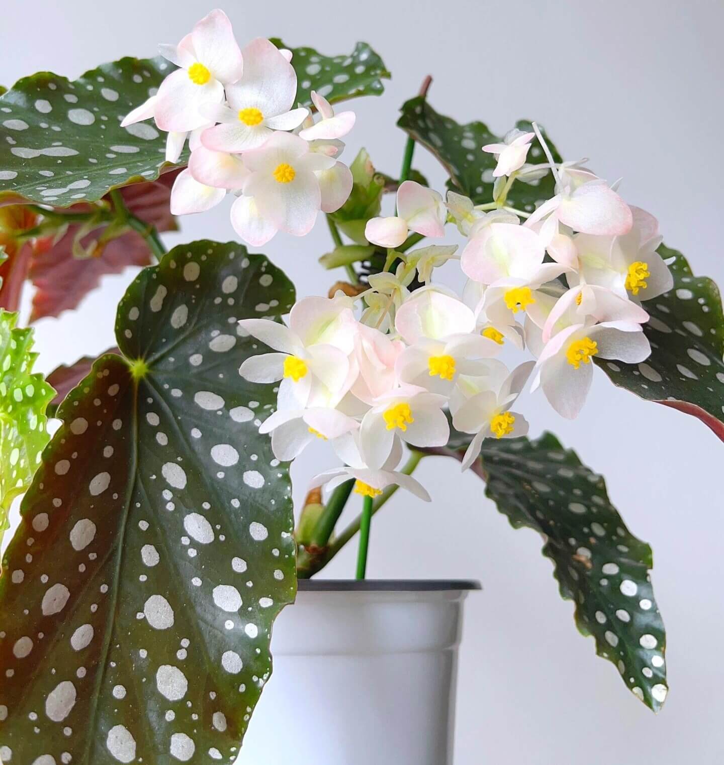 Begonia ‘Amelia’ is a stunning cane-type hybrid featuring medium-sized, dark green leaves densely adorned with shimmering silver spots. It has a spreading habit, making it especially lovely in hanging baskets. This plant continually produces large clusters of blush-pink to white flowers, offering a long-lasting and graceful bloom display.