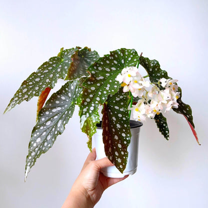 Begonia ‘Amelia’ is a stunning cane-type hybrid featuring medium-sized, dark green leaves densely adorned with shimmering silver spots. It has a spreading habit, making it especially lovely in hanging baskets. This plant continually produces large clusters of blush-pink to white flowers, offering a long-lasting and graceful bloom display.