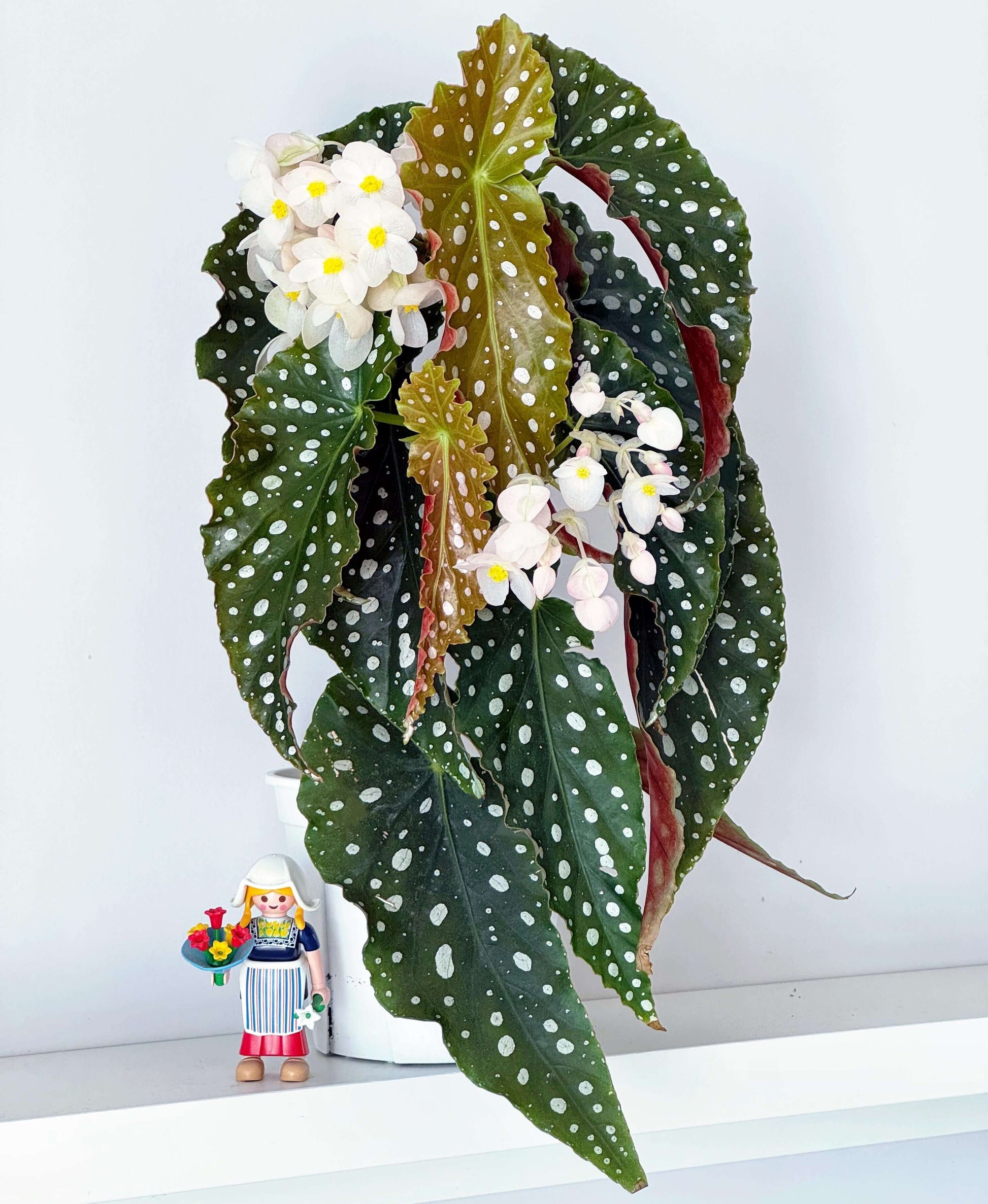Begonia ‘Amelia’ is a stunning cane-type hybrid featuring medium-sized, dark green leaves densely adorned with shimmering silver spots. It has a spreading habit, making it especially lovely in hanging baskets. This plant continually produces large clusters of blush-pink to white flowers, offering a long-lasting and graceful bloom display.