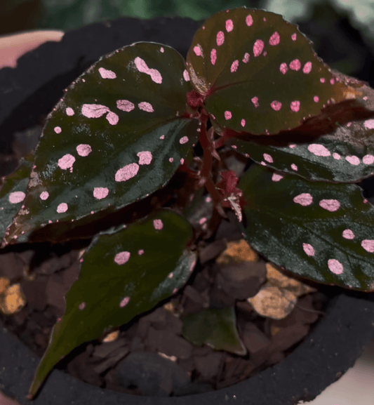 Begonia Amidalae is native to the Kalimantan region of Indonesia. This beautiful species is known for its dark leaves adorned with striking pink spots, and it’s perfectly suited for terrariums, thriving in high‑humidity environments. Its unique appearance makes it a favorite among plant enthusiasts.