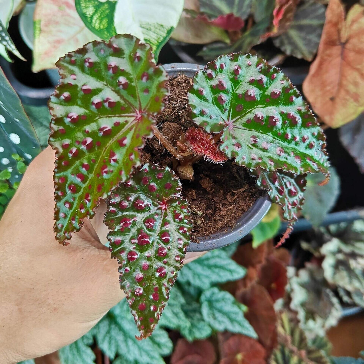 Begonia (amphioxus × ferox) is a striking hybrid that combines the dramatic leaf textures of both parent species. The foliage is bright green and densely covered with raised, ruby-red blister-like protrusions, inherited from Begonia ferox, while the overall leaf shape reflects the influence of Begonia amphioxus.