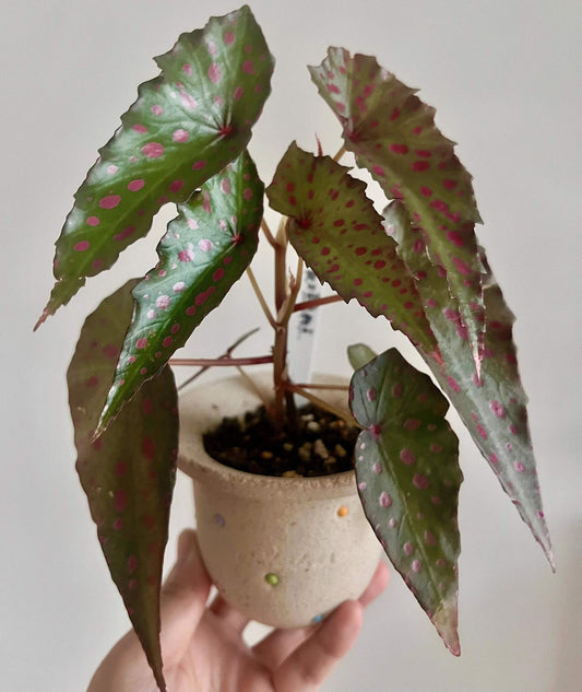Begonia (Amphioxus × Malachosticta) is a stunning hybrid begonia that combines the best traits of its parent species, Begonia Amphioxus and Begonia Malachosticta. The result is a captivating plant with the distinctive leaf shape of Begonia Amphioxus and the charming pink spots characteristic of Begonia Malachosticta. The deep green leaves are beautifully adorned with vibrant pink spots, creating a striking contrast that makes this begonia a true standout in any collection.