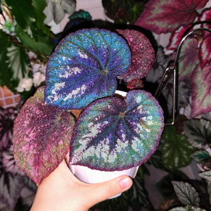 Begonia Antares features large, heart-shaped leaves with dramatic color contrasts and intricate speckling. Each leaf displays a deep burgundy center that gradually blends into rich green tones, and the outermost edge mirrors the same deep burgundy color, creating a balanced frame around the foliage. Fine silver spotting dusts the surface, giving it a soft, galaxy-like shimmer. Under low light, the leaves take on a cooler, bluish iridescence that enhances their vivid and otherworldly appearance.