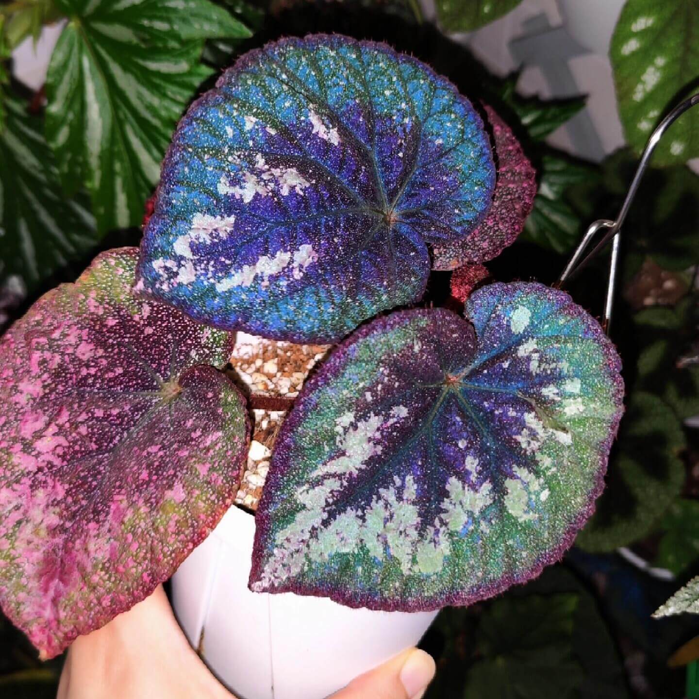 Begonia Antares features large, heart-shaped leaves with dramatic color contrasts and intricate speckling. Each leaf displays a deep burgundy center that gradually blends into rich green tones, and the outermost edge mirrors the same deep burgundy color, creating a balanced frame around the foliage. Fine silver spotting dusts the surface, giving it a soft, galaxy-like shimmer. Under low light, the leaves take on a cooler, bluish iridescence that enhances their vivid and otherworldly appearance.