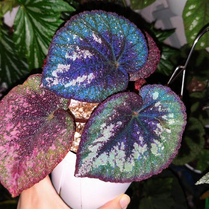 Begonia Antares features large, heart-shaped leaves with dramatic color contrasts and intricate speckling. Each leaf displays a deep burgundy center that gradually blends into rich green tones, and the outermost edge mirrors the same deep burgundy color, creating a balanced frame around the foliage. Fine silver spotting dusts the surface, giving it a soft, galaxy-like shimmer. Under low light, the leaves take on a cooler, bluish iridescence that enhances their vivid and otherworldly appearance.