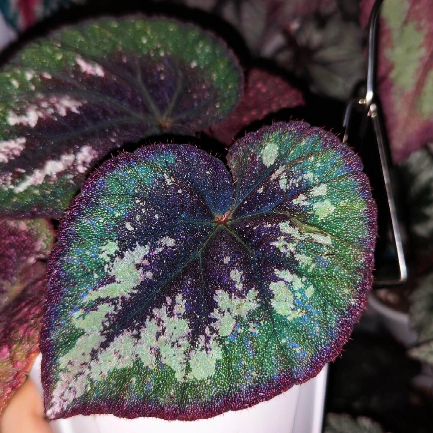 Begonia Antares features large, heart-shaped leaves with dramatic color contrasts and intricate speckling. Each leaf displays a deep burgundy center that gradually blends into rich green tones, and the outermost edge mirrors the same deep burgundy color, creating a balanced frame around the foliage. Fine silver spotting dusts the surface, giving it a soft, galaxy-like shimmer. Under low light, the leaves take on a cooler, bluish iridescence that enhances their vivid and otherworldly appearance.