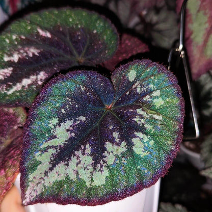 Begonia Antares features large, heart-shaped leaves with dramatic color contrasts and intricate speckling. Each leaf displays a deep burgundy center that gradually blends into rich green tones, and the outermost edge mirrors the same deep burgundy color, creating a balanced frame around the foliage. Fine silver spotting dusts the surface, giving it a soft, galaxy-like shimmer. Under low light, the leaves take on a cooler, bluish iridescence that enhances their vivid and otherworldly appearance.