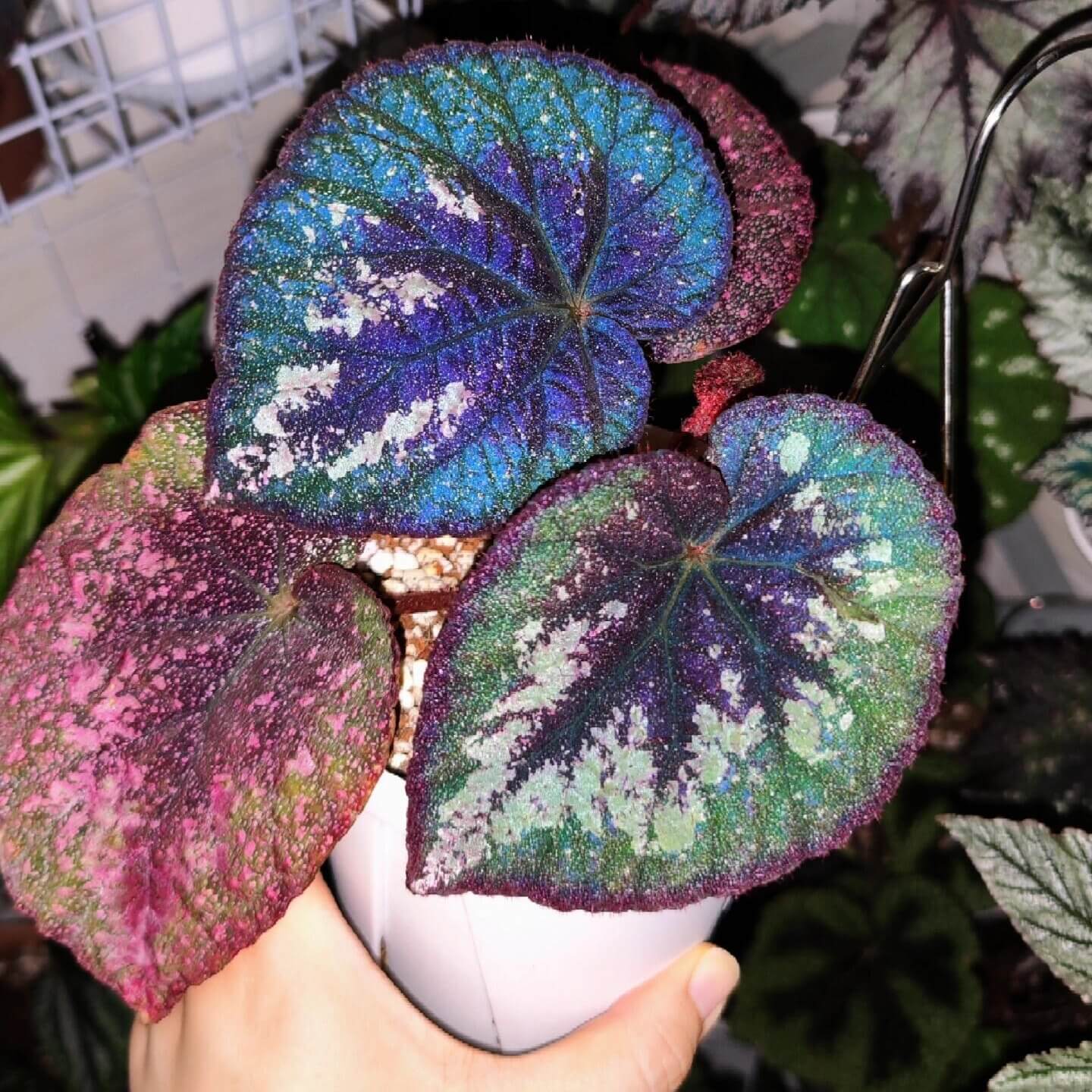 Begonia Antares features large, heart-shaped leaves with dramatic color contrasts and intricate speckling. Each leaf displays a deep burgundy center that gradually blends into rich green tones, and the outermost edge mirrors the same deep burgundy color, creating a balanced frame around the foliage. Fine silver spotting dusts the surface, giving it a soft, galaxy-like shimmer. Under low light, the leaves take on a cooler, bluish iridescence that enhances their vivid and otherworldly appearance.