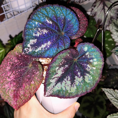 Begonia Antares features large, heart-shaped leaves with dramatic color contrasts and intricate speckling. Each leaf displays a deep burgundy center that gradually blends into rich green tones, and the outermost edge mirrors the same deep burgundy color, creating a balanced frame around the foliage. Fine silver spotting dusts the surface, giving it a soft, galaxy-like shimmer. Under low light, the leaves take on a cooler, bluish iridescence that enhances their vivid and otherworldly appearance.