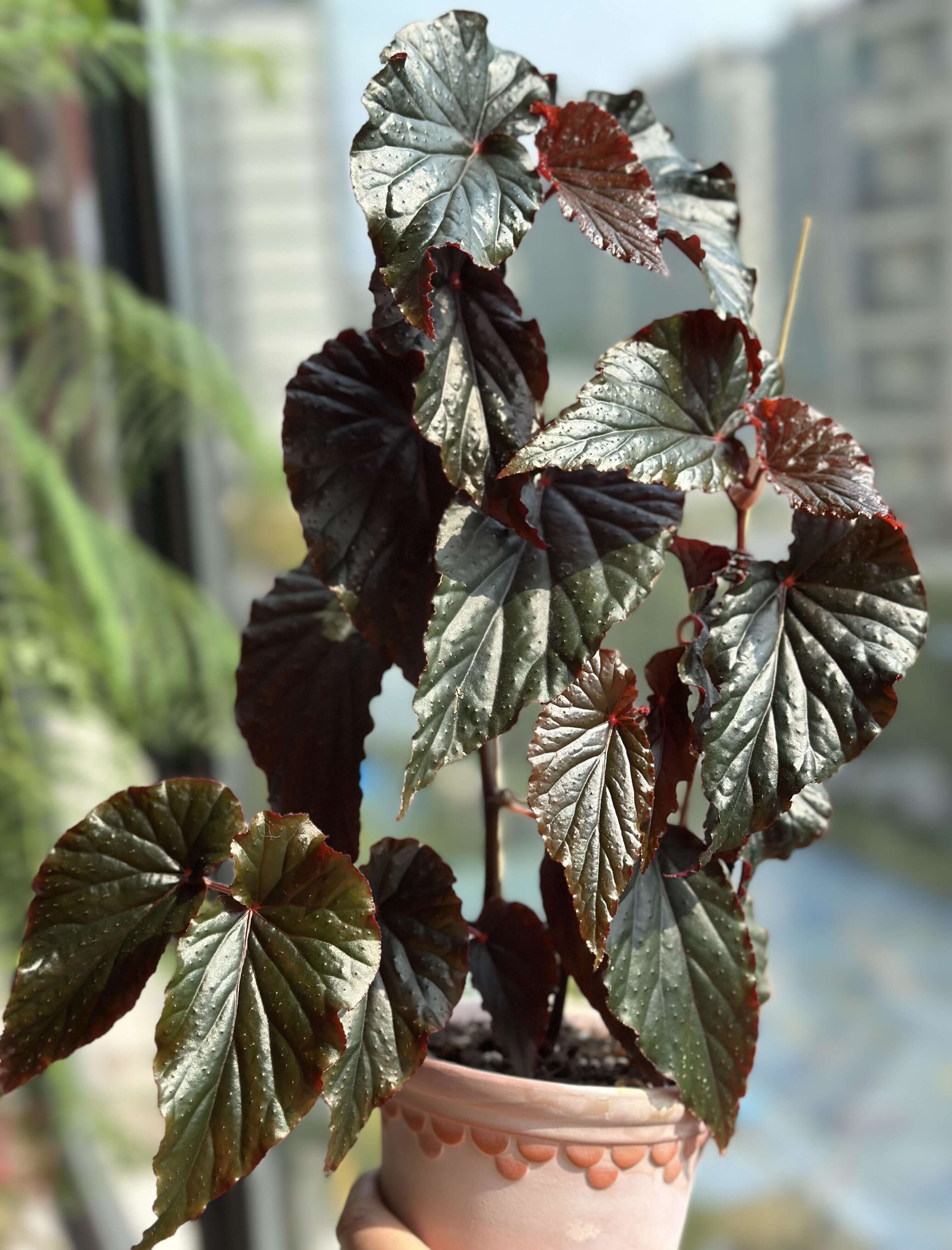 Begonia 'Arabian Sunset' for Sale – Begin With Plants