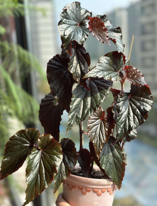 Begonia 'Arabian Sunset' is a hybrid begonia known for its striking foliage and vibrant blooms. Developed in 1992 by Brad Thompson in California, this plant is a cross between Begonia 'Shalimar' and Begonia U062. It features dark bronze leaves with red and orange hues, creating a dramatic contrast with its bright pink flowers. This begonia is well-suited for indoor cultivation, adding a touch of elegance to any space.