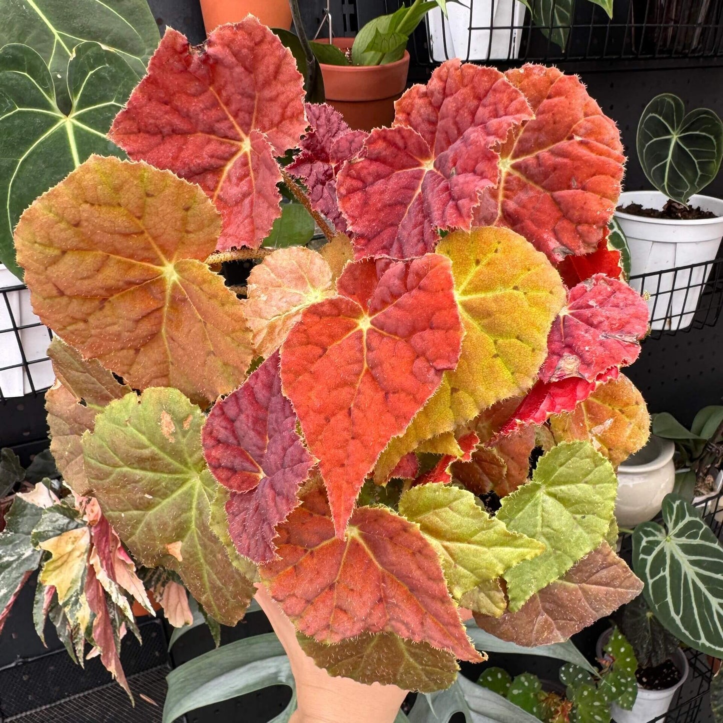 Begonia 'Autumn Ember' is a gorgeous hybrid begonia that combines beauty and ease of care. With its striking orange juvenile leaves and delicate pink flowers, this begonia is a fantastic choice for anyone looking to add vibrant color to their indoor plant collection. Known for its compact growth and unique foliage, Autumn Ember thrives in bright, indirect light and can be a focal point in any room.