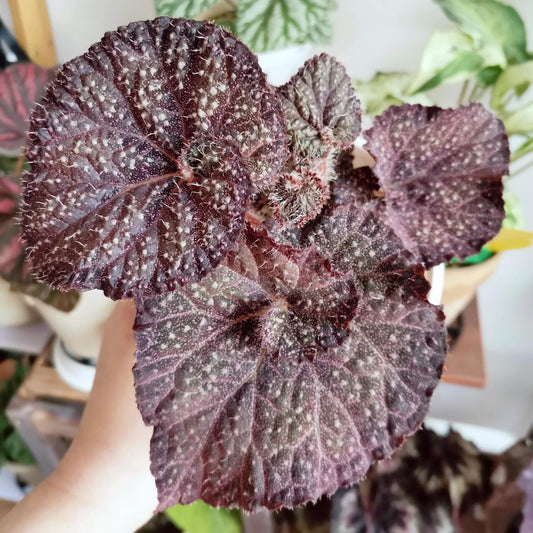 Begonia ‘Ava’ is a refined hybrid begonia originating from Ukraine. Its deep green leaves are delicately edged with purple, while the surface is scattered with fine silvery-white speckles, reminiscent of a starlit night sky. A closer look reveals the soft hairs covering the foliage, giving it a distinctive texture and a captivating sense of depth.