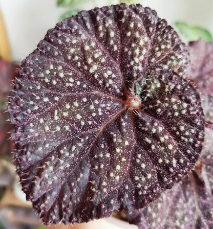 Begonia ‘Ava’ is a refined hybrid begonia originating from Ukraine. Its deep green leaves are delicately edged with purple, while the surface is scattered with fine silvery-white speckles, reminiscent of a starlit night sky. A closer look reveals the soft hairs covering the foliage, giving it a distinctive texture and a captivating sense of depth.