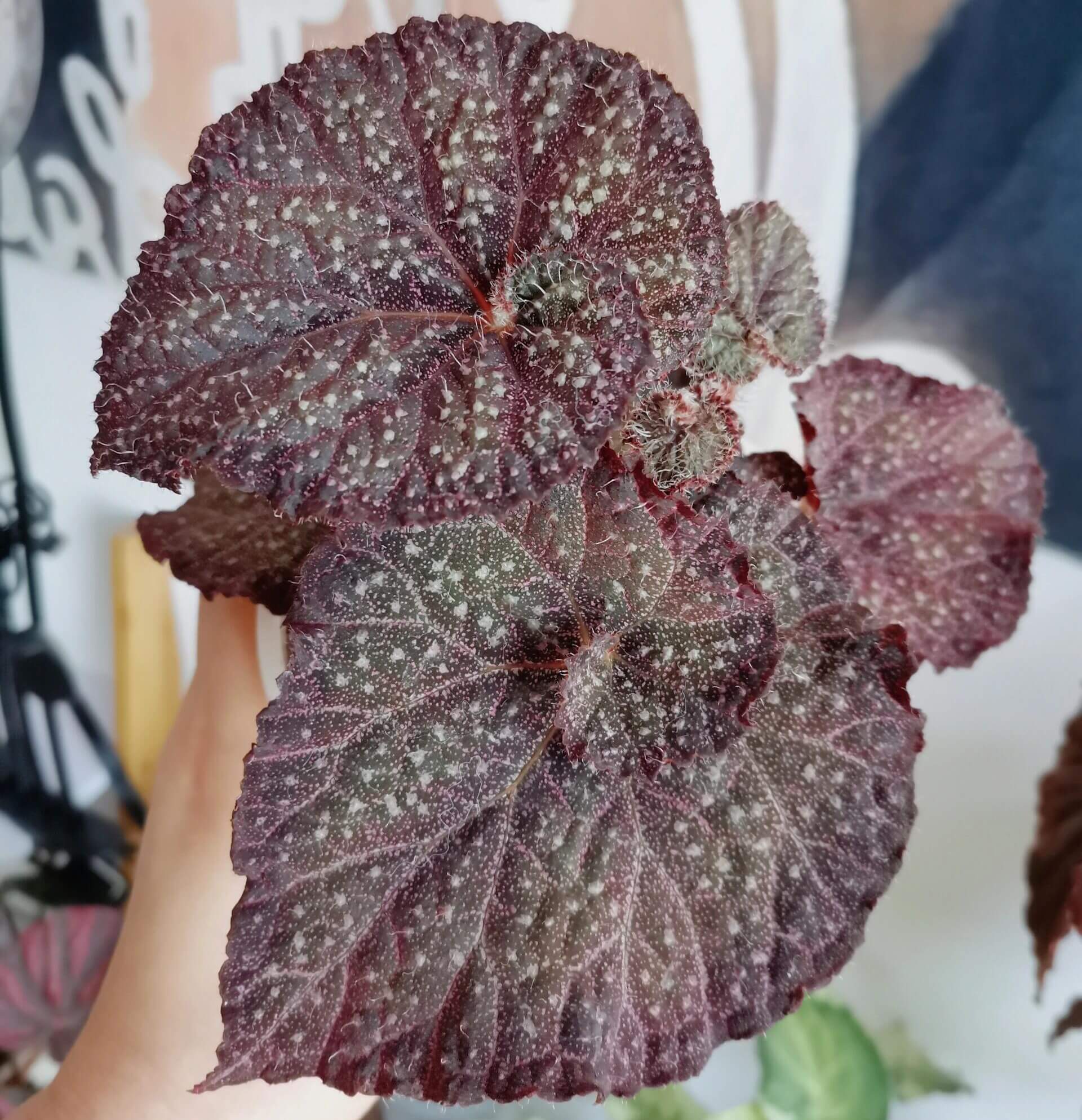 Begonia ‘Ava’ is a refined hybrid begonia originating from Ukraine. Its deep green leaves are delicately edged with purple, while the surface is scattered with fine silvery-white speckles, reminiscent of a starlit night sky. A closer look reveals the soft hairs covering the foliage, giving it a distinctive texture and a captivating sense of depth.