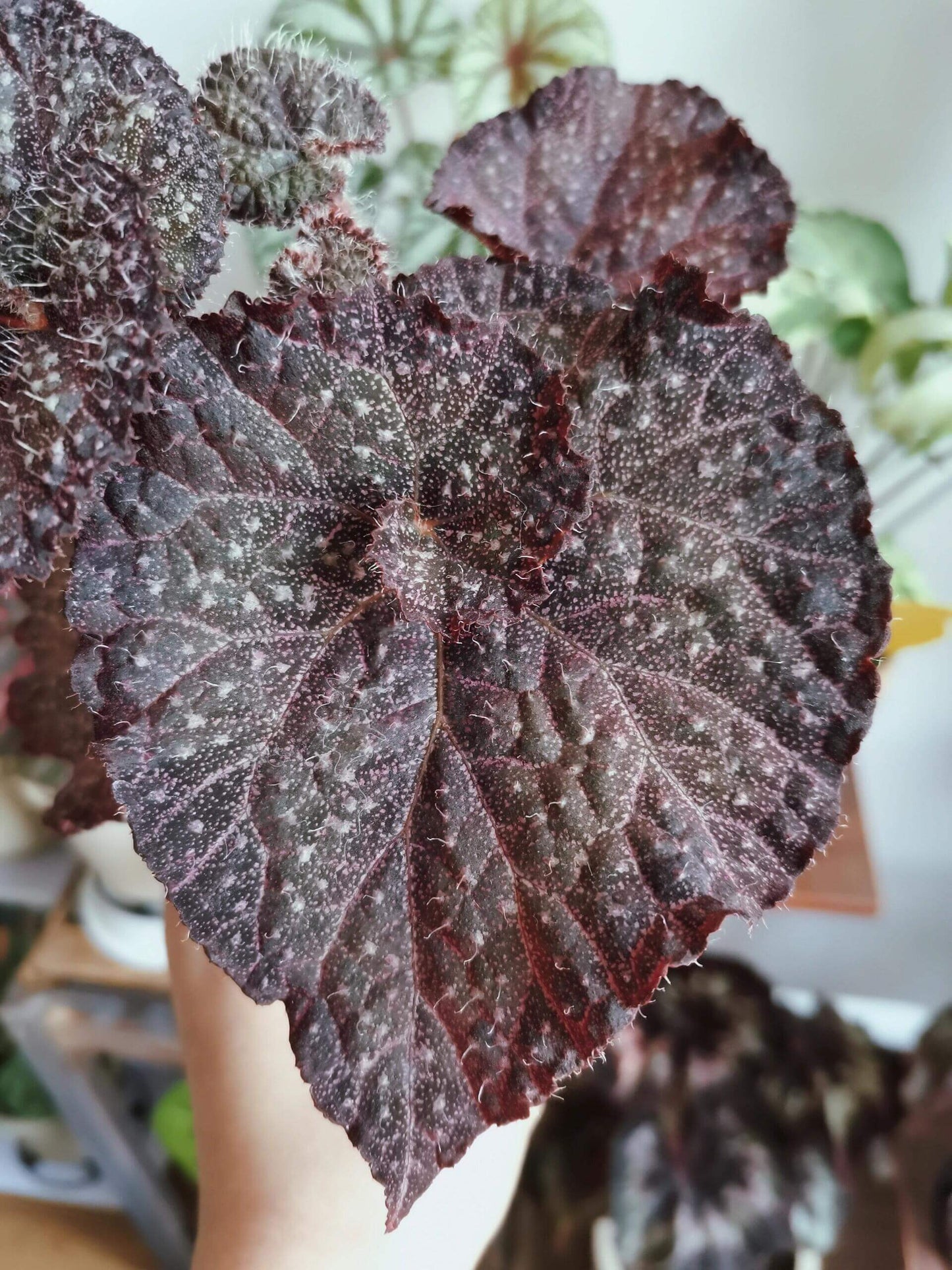 Begonia ‘Ava’ is a refined hybrid begonia originating from Ukraine. Its deep green leaves are delicately edged with purple, while the surface is scattered with fine silvery-white speckles, reminiscent of a starlit night sky. A closer look reveals the soft hairs covering the foliage, giving it a distinctive texture and a captivating sense of depth.