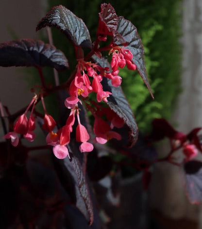 Begonia 'Baby Grand' is a compact, cane-type begonia cultivar known for its striking foliage and vibrant blooms. It features glossy, nearly black leaves that are cupped and solid-colored, providing a dramatic backdrop to its dark pink flowers. This cultivar is a smaller-growing shrub, making it suitable for indoor environments where space is limited.