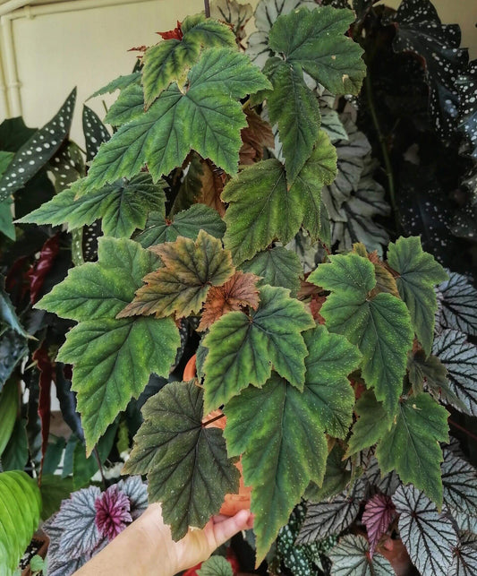 Begonia ‘Bangeless’ is a hybrid begonia celebrated for its velvety foliage and distinctive coloration. The large, palmately lobed leaves are covered in fine hairs, giving them a soft, satin-like texture. Their color shifts from deep green to bronze-green depending on the light, creating a rich, almost iridescent effect. New growth often emerges with a reddish tint, while mature leaves display prominent veins and a firm, textured surface.
