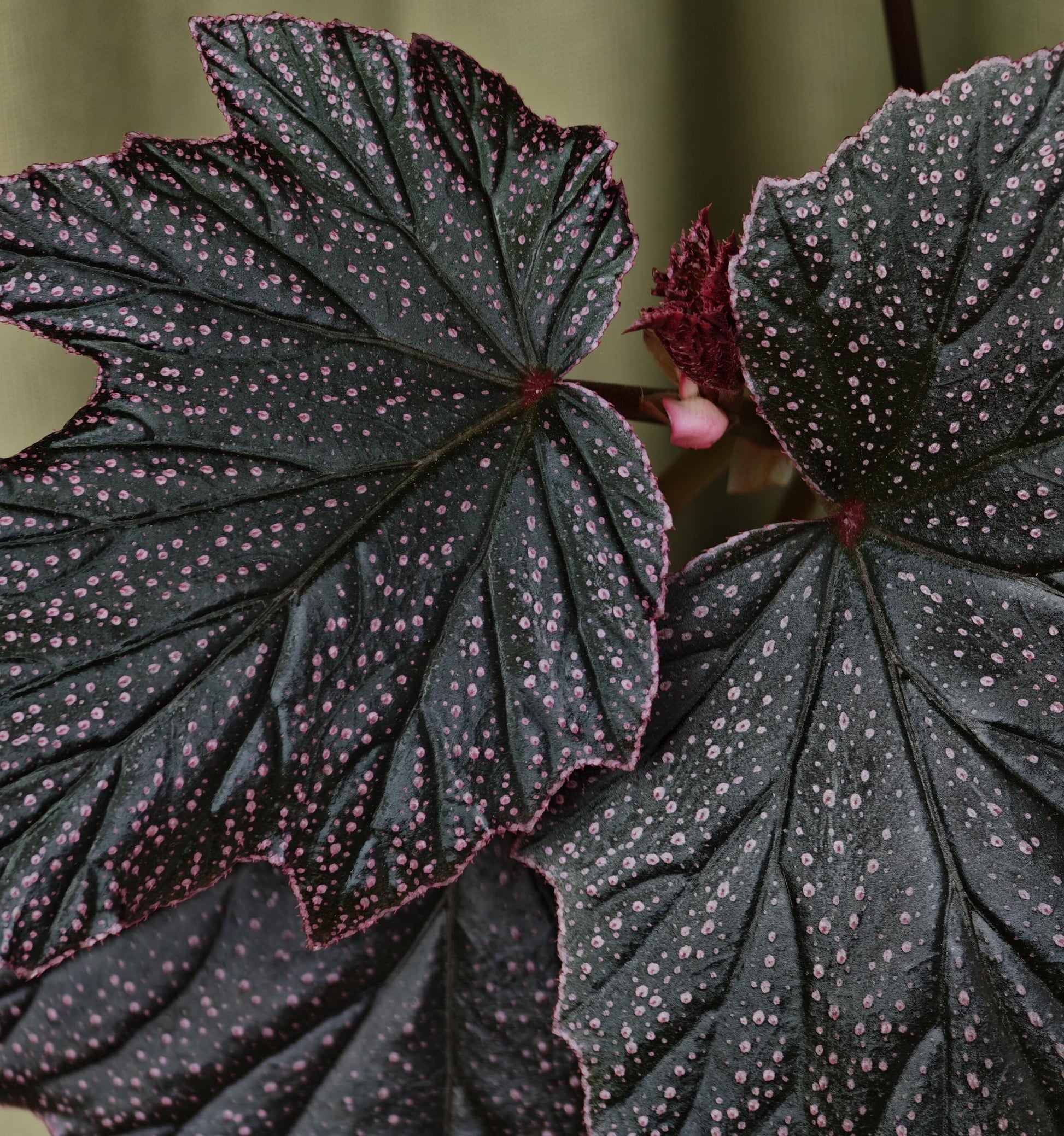 Begonia ‘Black Minx’ is a rare mutant selection of Begonia ‘Pink Minx’, distinguished by its deep, dark green to near-black foliage delicately dusted with fine pink speckles across the leaf surface. The sharply lobed leaves are accented with subtle pink margins, creating a dramatic contrast reminiscent of stardust scattered across a night sky. Each plant displays unique patterning, making it especially appealing to collectors.