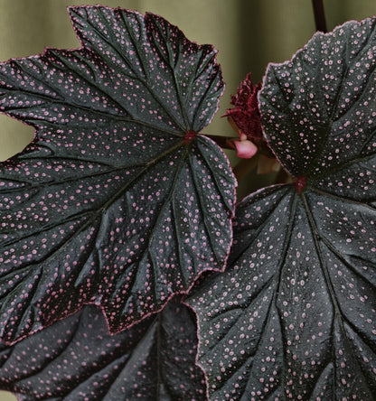 Begonia ‘Black Minx’ is a rare mutant selection of Begonia ‘Pink Minx’, distinguished by its deep, dark green to near-black foliage delicately dusted with fine pink speckles across the leaf surface. The sharply lobed leaves are accented with subtle pink margins, creating a dramatic contrast reminiscent of stardust scattered across a night sky. Each plant displays unique patterning, making it especially appealing to collectors.