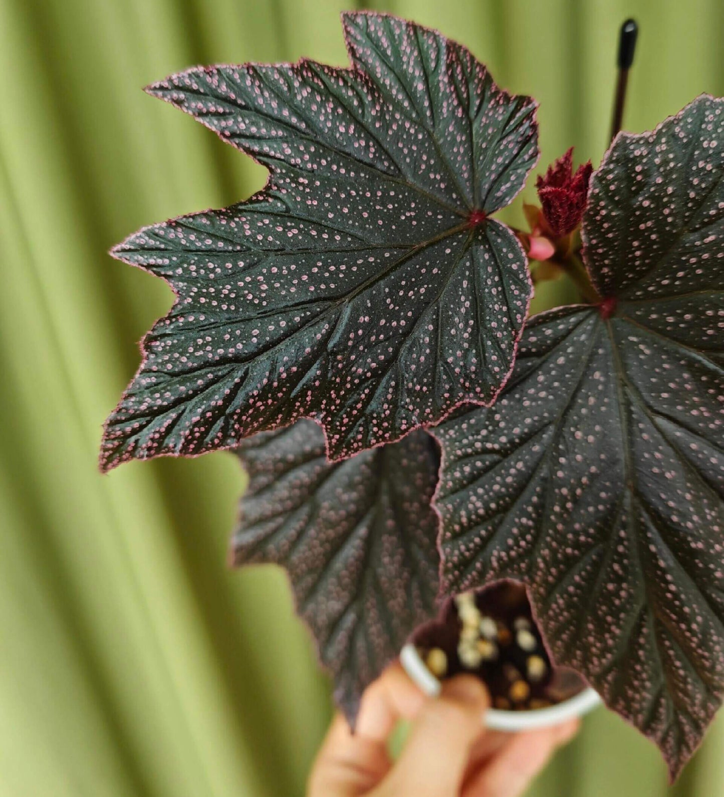 Begonia ‘Black Minx’ is a rare mutant selection of Begonia ‘Pink Minx’, distinguished by its deep, dark green to near-black foliage delicately dusted with fine pink speckles across the leaf surface. The sharply lobed leaves are accented with subtle pink margins, creating a dramatic contrast reminiscent of stardust scattered across a night sky. Each plant displays unique patterning, making it especially appealing to collectors.