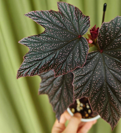 Begonia ‘Black Minx’ is a rare mutant selection of Begonia ‘Pink Minx’, distinguished by its deep, dark green to near-black foliage delicately dusted with fine pink speckles across the leaf surface. The sharply lobed leaves are accented with subtle pink margins, creating a dramatic contrast reminiscent of stardust scattered across a night sky. Each plant displays unique patterning, making it especially appealing to collectors.