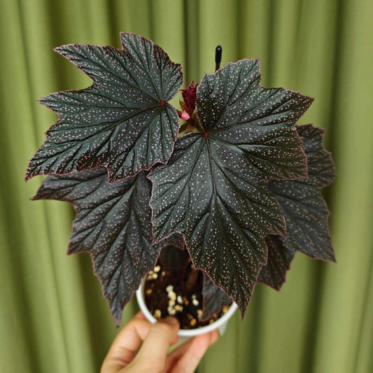 Begonia ‘Black Minx’ is a rare mutant selection of Begonia ‘Pink Minx’, distinguished by its deep, dark green to near-black foliage delicately dusted with fine pink speckles across the leaf surface. The sharply lobed leaves are accented with subtle pink margins, creating a dramatic contrast reminiscent of stardust scattered across a night sky. Each plant displays unique patterning, making it especially appealing to collectors.