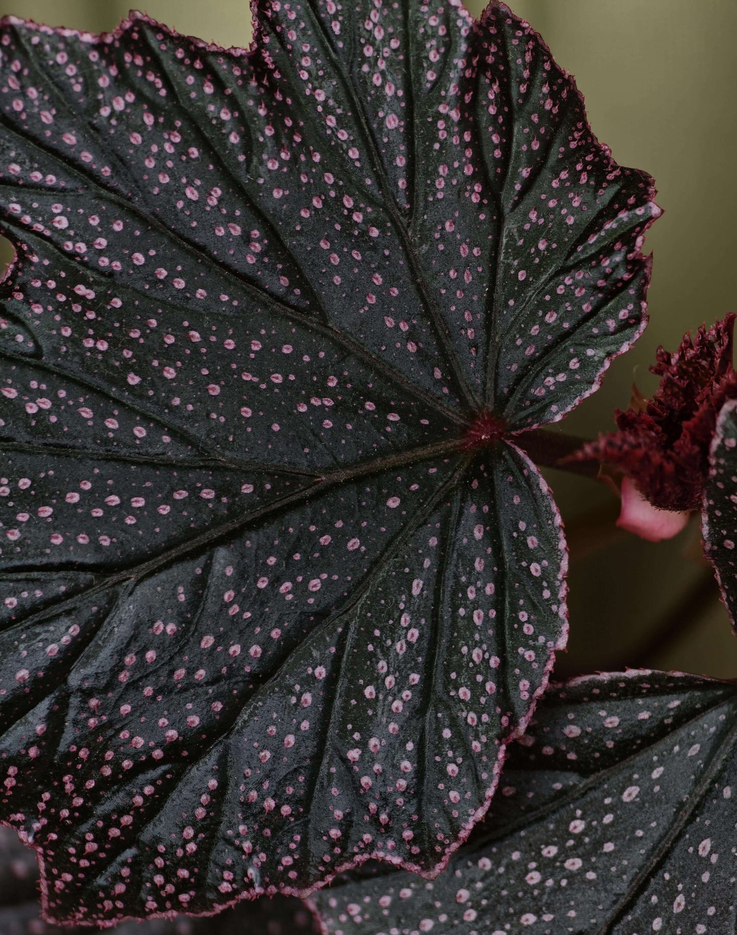 Begonia ‘Black Minx’ is a rare mutant selection of Begonia ‘Pink Minx’, distinguished by its deep, dark green to near-black foliage delicately dusted with fine pink speckles across the leaf surface. The sharply lobed leaves are accented with subtle pink margins, creating a dramatic contrast reminiscent of stardust scattered across a night sky. Each plant displays unique patterning, making it especially appealing to collectors.