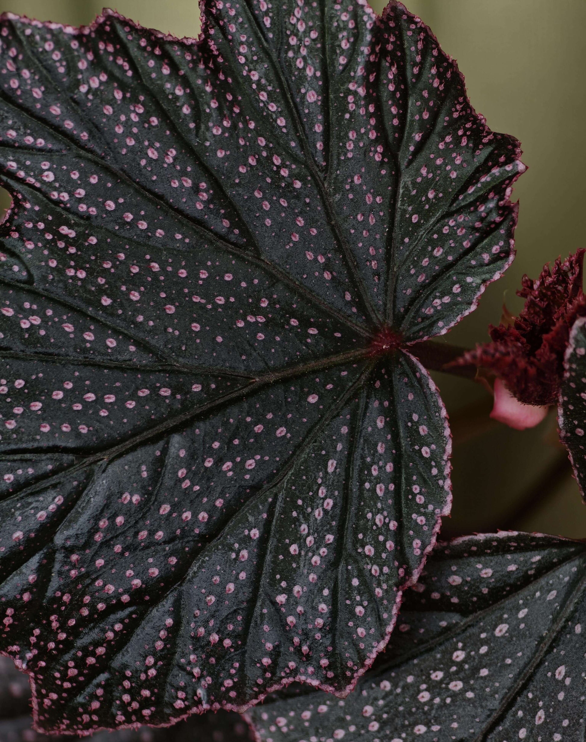 Begonia ‘Black Minx’ is a rare mutant selection of Begonia ‘Pink Minx’, distinguished by its deep, dark green to near-black foliage delicately dusted with fine pink speckles across the leaf surface. The sharply lobed leaves are accented with subtle pink margins, creating a dramatic contrast reminiscent of stardust scattered across a night sky. Each plant displays unique patterning, making it especially appealing to collectors.