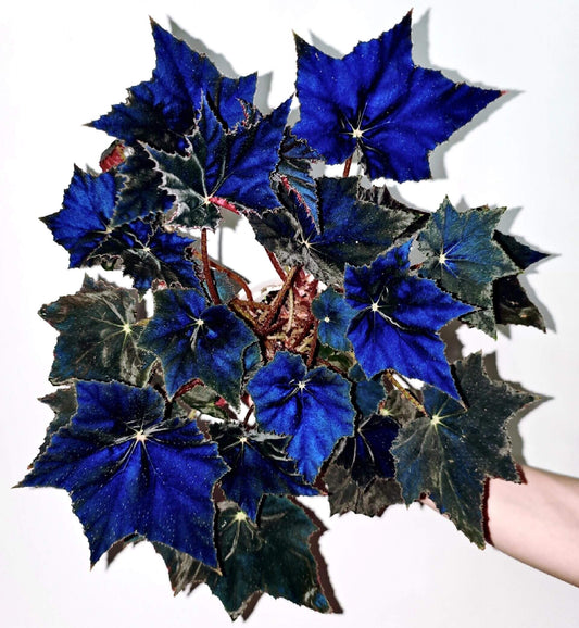 Begonia 'Black Velvet' is celebrated for its striking foliage, featuring dark, near-black leaves with a soft, velvety texture and subtle shimmer. The leaves are serrated and often develop a maple-like shape as they mature, adorned with fine, eyelash-like hairs, and can reflect a bluish hue under low light conditions.