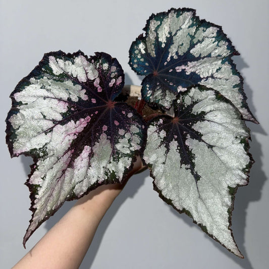 Begonia “Breakfast at Tiffany’s” is a hybrid begonia from Ukraine. It features distinctive teardrop-shaped leaves with richly varied coloration. Dark markings are distributed along both the edges and the center of the leaves, while a soft silver-pink gradient radiates outward from the center, creating a striking and elegant appearance.