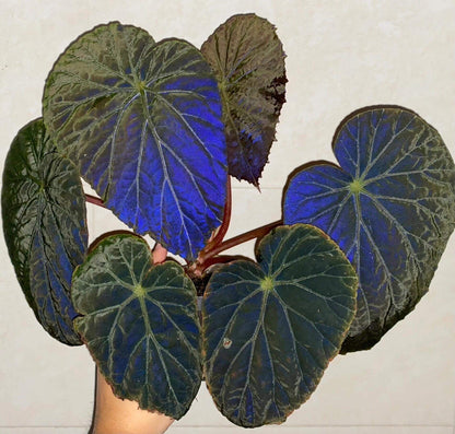Begonia burkillii Dark Form is a striking rhizomatous begonia cultivar/variant of the species Begonia burkillii, valued mainly for its deeply colored, almost black foliage with a pronounced iridescent sheen — often showing blue or silver highlights in dim or indirect light.