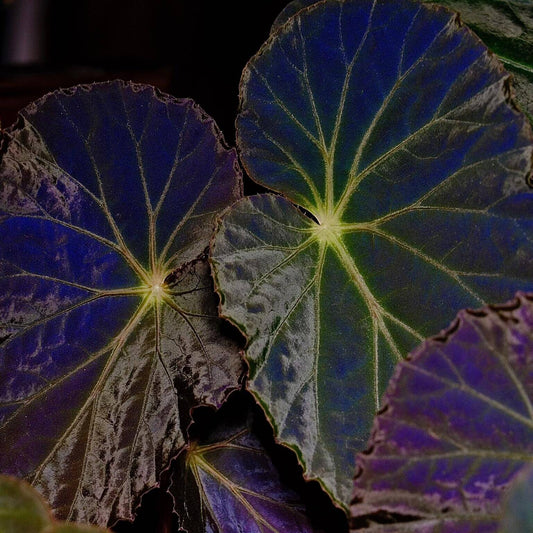 Begonia burkillii Dark Form is a striking rhizomatous begonia cultivar/variant of the species Begonia burkillii, valued mainly for its deeply colored, almost black foliage with a pronounced iridescent sheen — often showing blue or silver highlights in dim or indirect light.