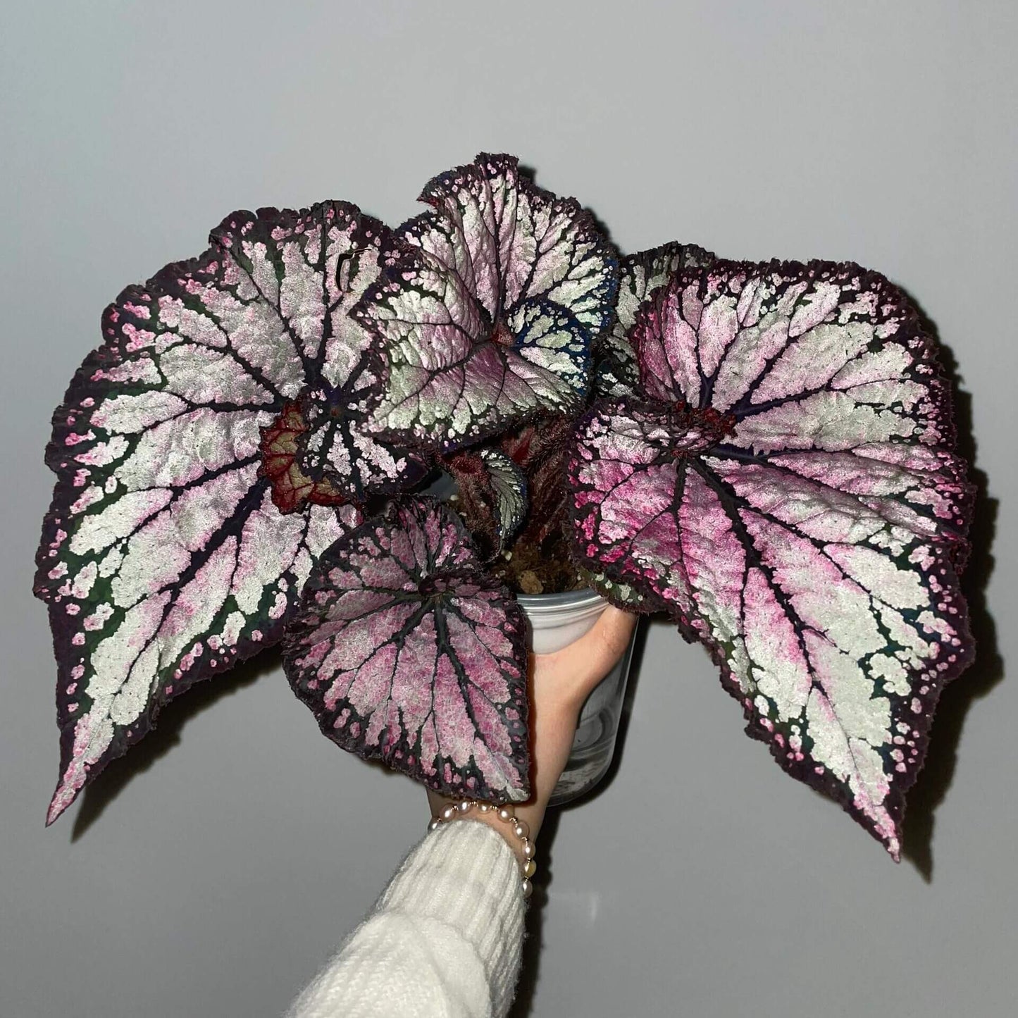 Begonia ‘Butterfly Wings’ is a dazzling hybrid begonia celebrated for its iridescent, rainbow-like foliage. The broad, asymmetrical leaves shimmer with layers of silver, pink, and violet hues, accentuated by deep, dark veins that fan out elegantly from the center. Under varying light, the surface reflects subtle metallic tones, giving the plant a luminous, almost ethereal appearance—much like the wings of a butterfly.